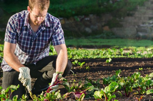 A man dressed in a checkered shirt and dark trousers is crouching in a garden, harvesting or inspecting leafy vegetables, possibly beetroot, from a well-maintained vegetable bed with rich, dark soil. The garden features organized rows of green plants, with some areas covered in mulch or soil, and a background of lush greenery and trees. The outdoor space appears bright under natural daylight, suggesting fair weather. This scene exemplifies typical gardening activities that a professional gardening service in Paddington might undertake, including vegetable gardening, garden maintenance, and landscape care within a neatly arranged, suburban outdoor environment.
